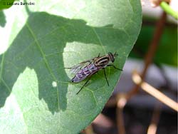 Thereva sp.