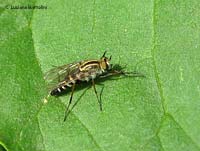 Thereva sp.