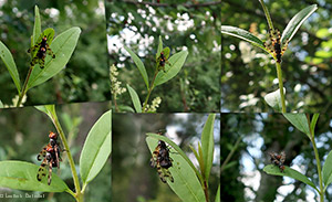 Otites jucunda Otites jucunda