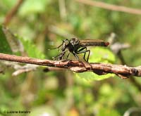 Asilidae che ha catturato una preda