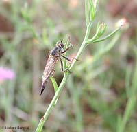 Dittero della famiglia Asilidae