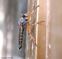 Asilidae