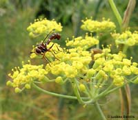 conopidae Conops flavipes