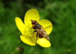 Dittero Conopidae