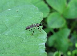 Dittero Dioctria sp.