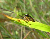 Dioctria sp.