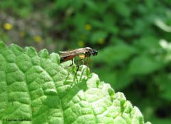 Dioctria hyalipennis
