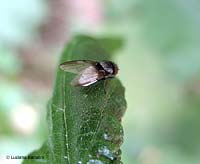 dittero Milichia speciosa
