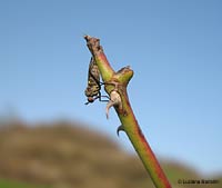 Dittero empididae