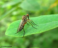 Dittero empididae