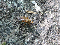 Scathophaga sp.