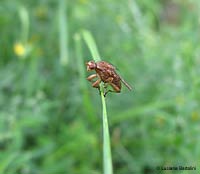 Scatophaga sp. su un filo d'erba