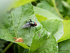 Lucilia sp con un'ala poco sviluppata 