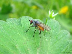 Thricops sp.