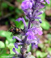 Conopidae in accoppiamento