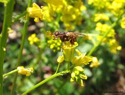 Dittero Conopidae