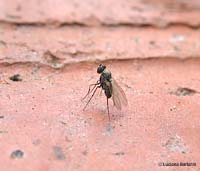 Dittero Dolichopodidae sp.