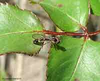 Baccha elongata