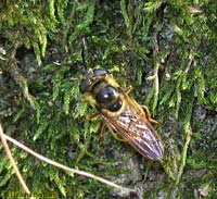 Callicera sp. (aurata?)