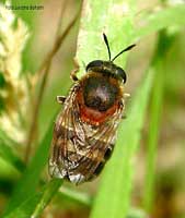 Syrphidae del genere Microdon