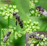 Syritta sp. sul fiore di prezzemolo