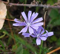 Sirfide Sphaerophoria sp.