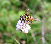 Myathropa florea 