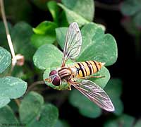 Sirfide Episyrphus balteatus