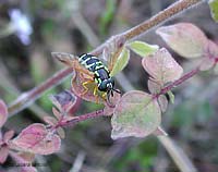 Syrphidae Chrysotoxum sp.