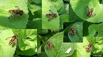 Syrphidae Epistrophe sp.