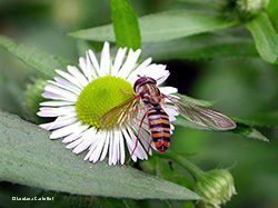 Syrphidae Episyrphus balteatus