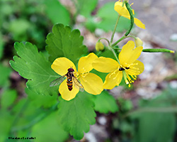 Sirfide Episyrphus balteatus