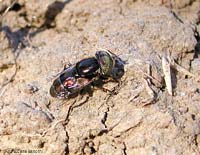 Syrphidae Eristalinus aeneus