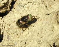 Syrphidae Eristalinus aeneus maschio