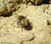 Sirfide Eristalinus aeneus