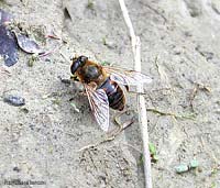 Syrphidae Eristalis tenax