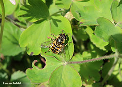 Eristalis sp.