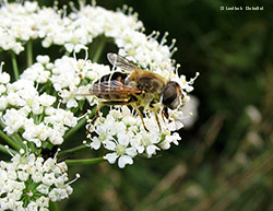 Syrphidae Eristalis pertinax