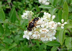 Syrphidae Eristalis pertinax 