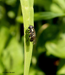 Eumerus sp.