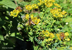 Helophilus pendulus