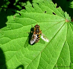 Syrphidae Helophilus sp.