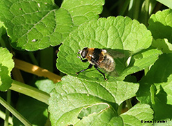 Merodon equestris