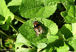 Merodon equestris