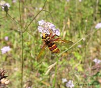 Milesia crabroniformis