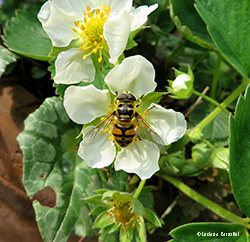 Myathropa florea