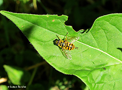 Myathropa florea