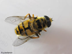 Myathropa florea