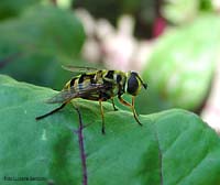 Myathropa florea