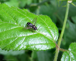 Paragus pecchiolii